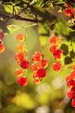 The berries of a red currant shined by solar beams