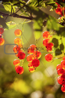 The berries of a red currant shined by solar beams