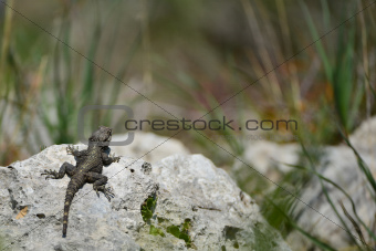 Lizard hardun on a rock