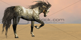 Desert Arabian Horse