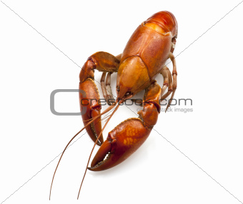 Yabby or Freshwater Lobster