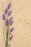 Lavender Flower Beauty