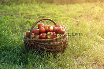  Apples in the Basket 