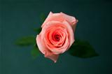 a beautiful rose
