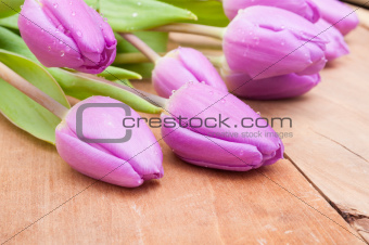 Violet Tulips 