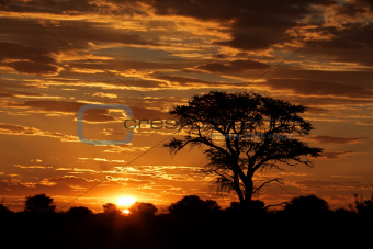 African sunset with silhouetted tree