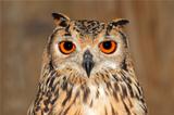 Bengal eagle owl