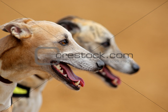 Greyhound portraits