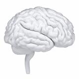 3d white human brain. A side view