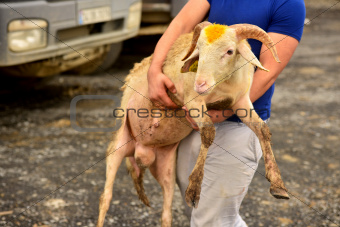 shepherd carries  a sheep