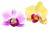 Purple and yellow orchid flowers