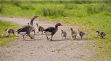 greylag and goslings