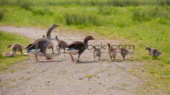 greylag and goslings