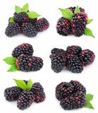 Collage of sweet blackberry fruit