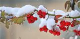 Red berries covered with snow.
