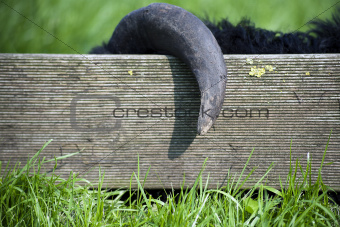  The black sheep got horns caught on the fence. 