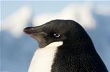 Portrait of Adelie penguins.
