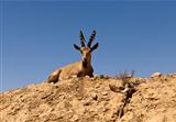 Ibex On A Hill