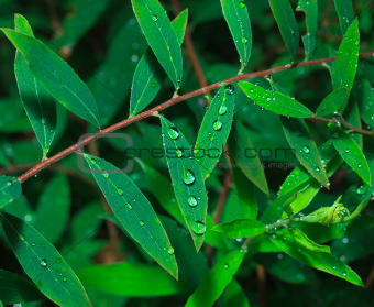 Dew on the Green Leaf