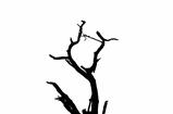 Tree silhouette isolated