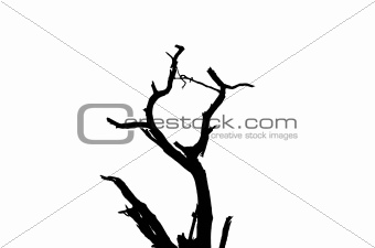 Tree silhouette isolated