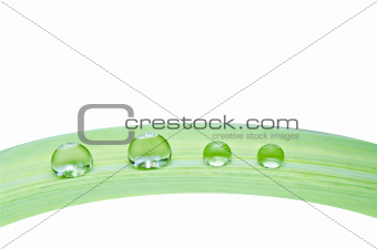 water drops on green leaf isolated