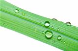 water drops on green leaf isolated
