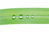 water drops on green leaf isolated