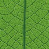 Leaf Vein