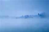 alpine coniferous forest in morning fog