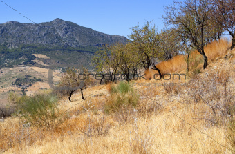 beautiful landscape with mountains and almond trees