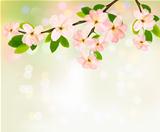 Spring background with blossoming tree brunch with spring flowers. Vector illustration.