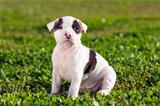 American Staffordshire terrier puppy