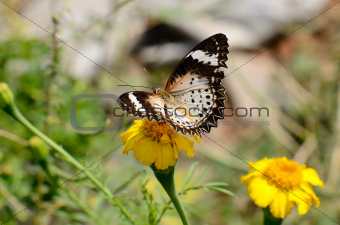 Leopard Lacewing butterfly (Cethosia cyane)