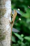 Garden Fence Lizard (Calotes versicolor)