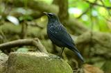 blue whistling thrush