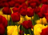 Yellow and Red tulips