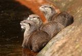 Oriental Short-Clawed Otters