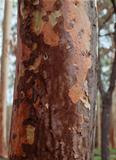 spotted gum tree trunk with bark