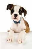 Boxer puppy laying on a white bean bag isolated on a white background