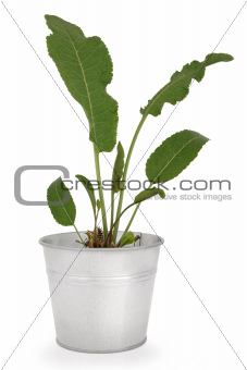 Horseradish Plant