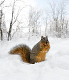 Squirrel On The Snow