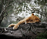 Female Lion Sleeping