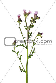 Creeping thistle (Cirsium arvense)
