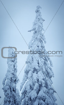 winter spruce