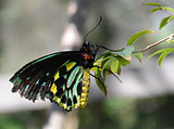 Exotic butterfly closeup
