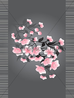 Sakura blossoms on a dark background