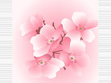 cherry flowers on a striped background