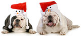 santa dogs