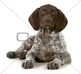 german short haired pointer puppy